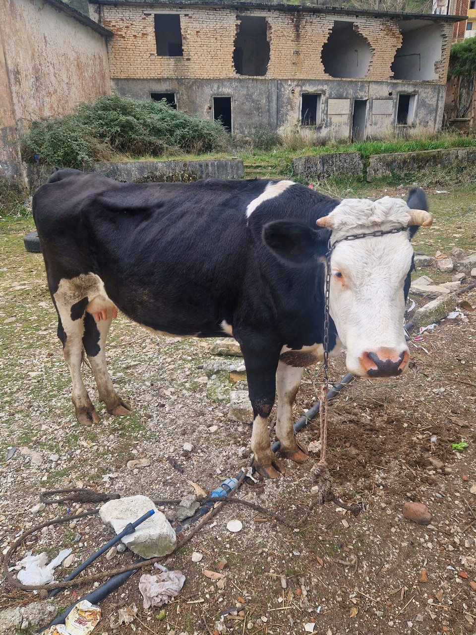 Albanien - Tepelena - 