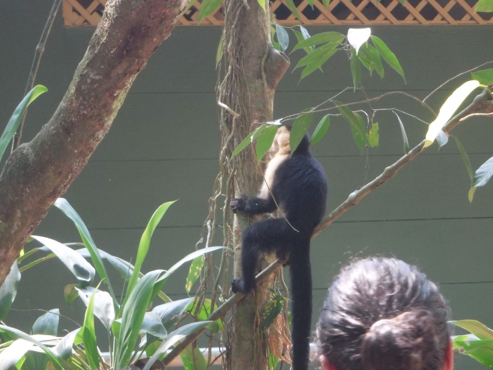 Costa Rica - Parrita - 