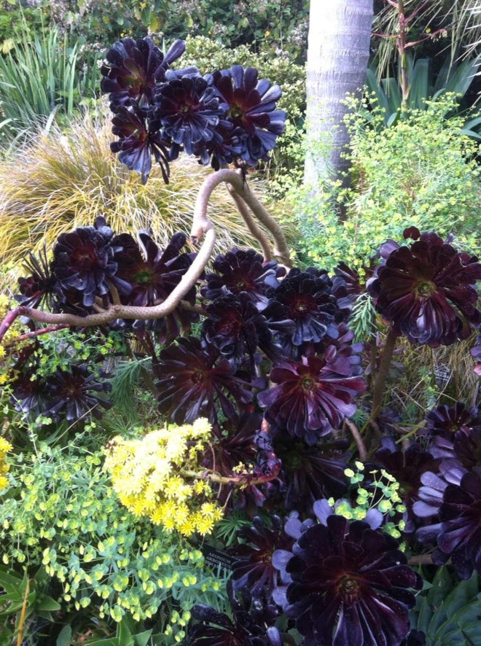 Egyesült Államok - San Francisco - Nagymamanak - rozsapalma kicsit maskepp.. Es meg viragzik is!