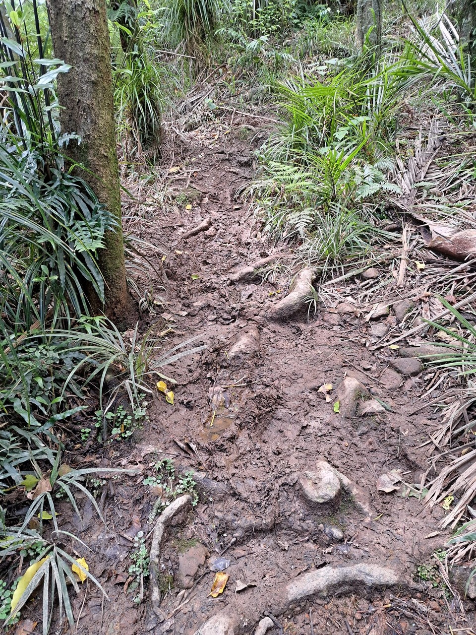 Neuseeland - Ngāruawāhia - Matschiger Weg 