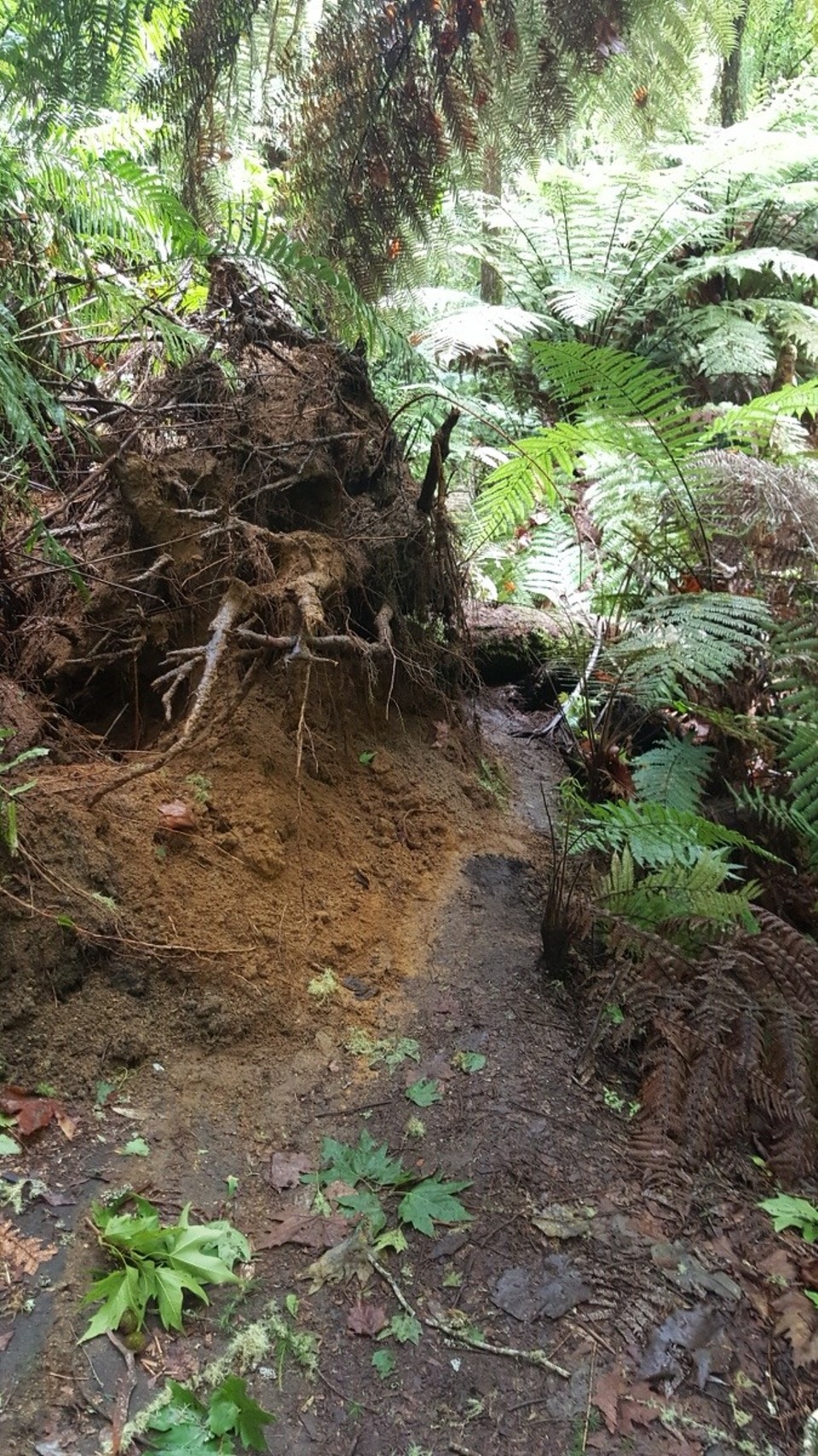 Neuseeland - Whakarewarewa - Der riesige Baum mitten auf meinem Pfad.