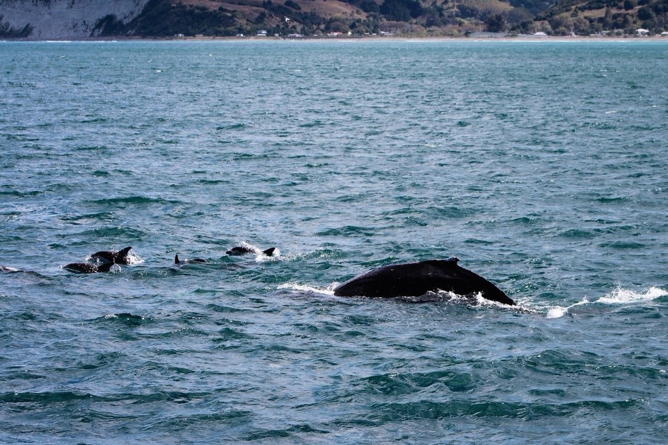 Neuseeland - Kaikoura Peninsula - 