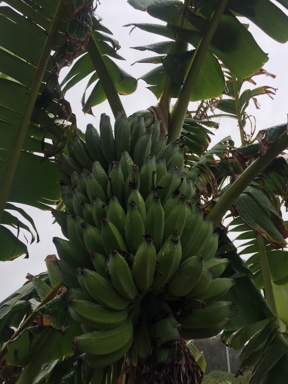  - Australia, Bateau Bay, Blue Lagoon Beach Resort - 