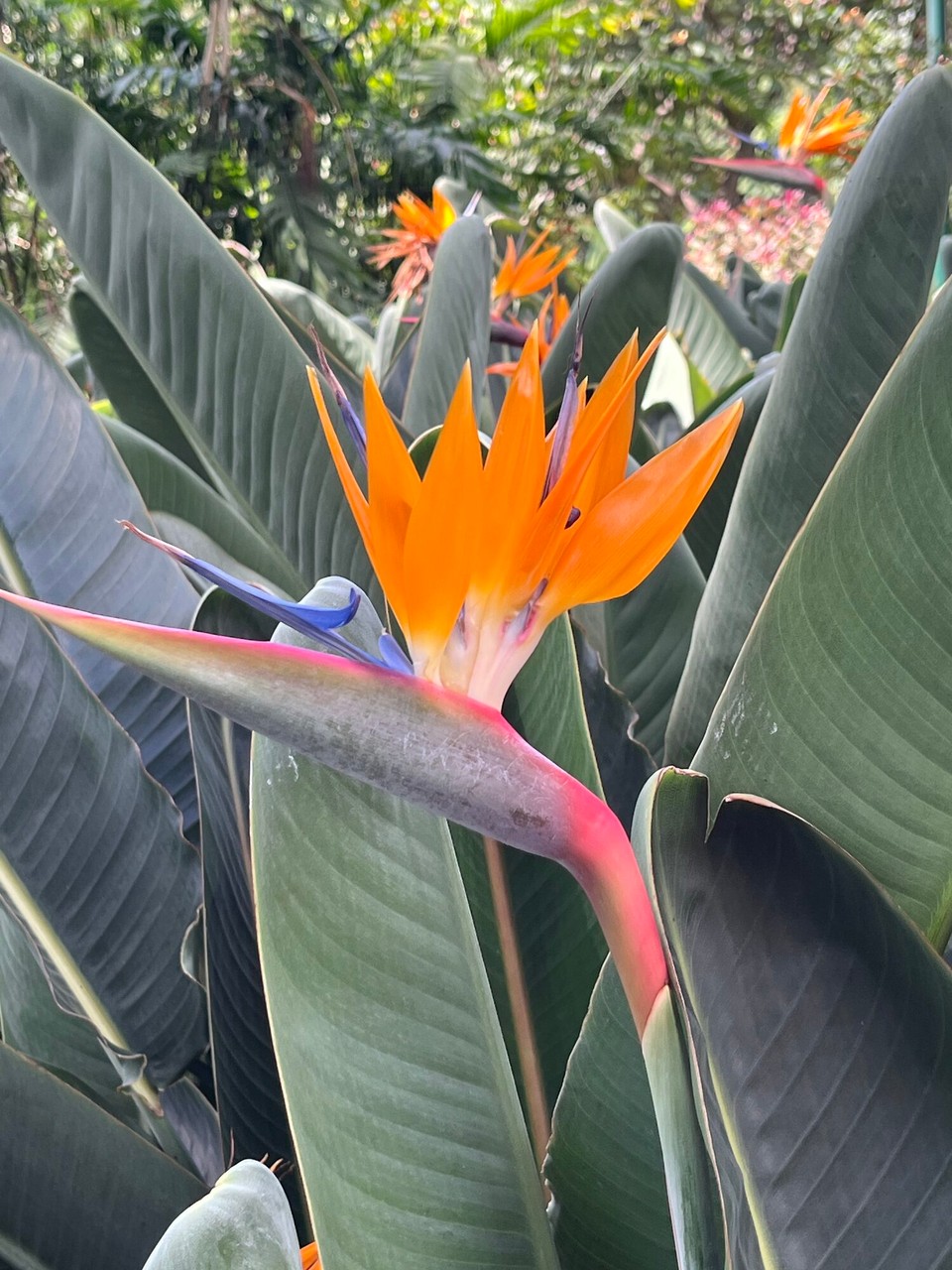 Portugal - Funchal - 