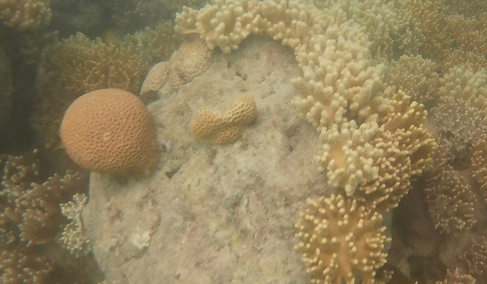 Australien - Cape Conway - Sehr idrücklich wia vil Farb dia verschieena Koralla hen. A wunderschöna Schnorchelspot.