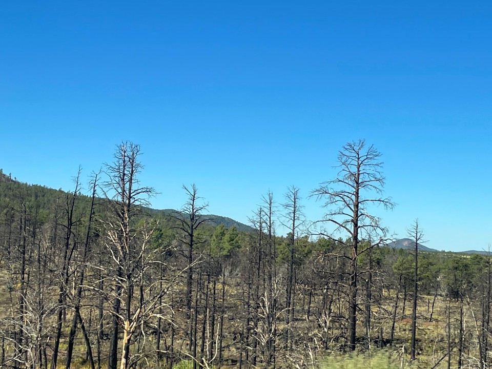Vereinigte Staaten - Flagstaff - Waldbrand geschädigt 