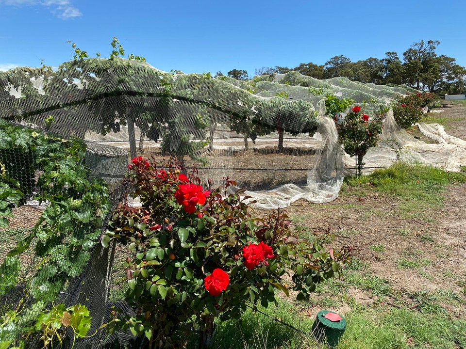 Australien - Augusta - Auf dem Weg nach Augusta besuchen wir die Voyageur Estate Winery