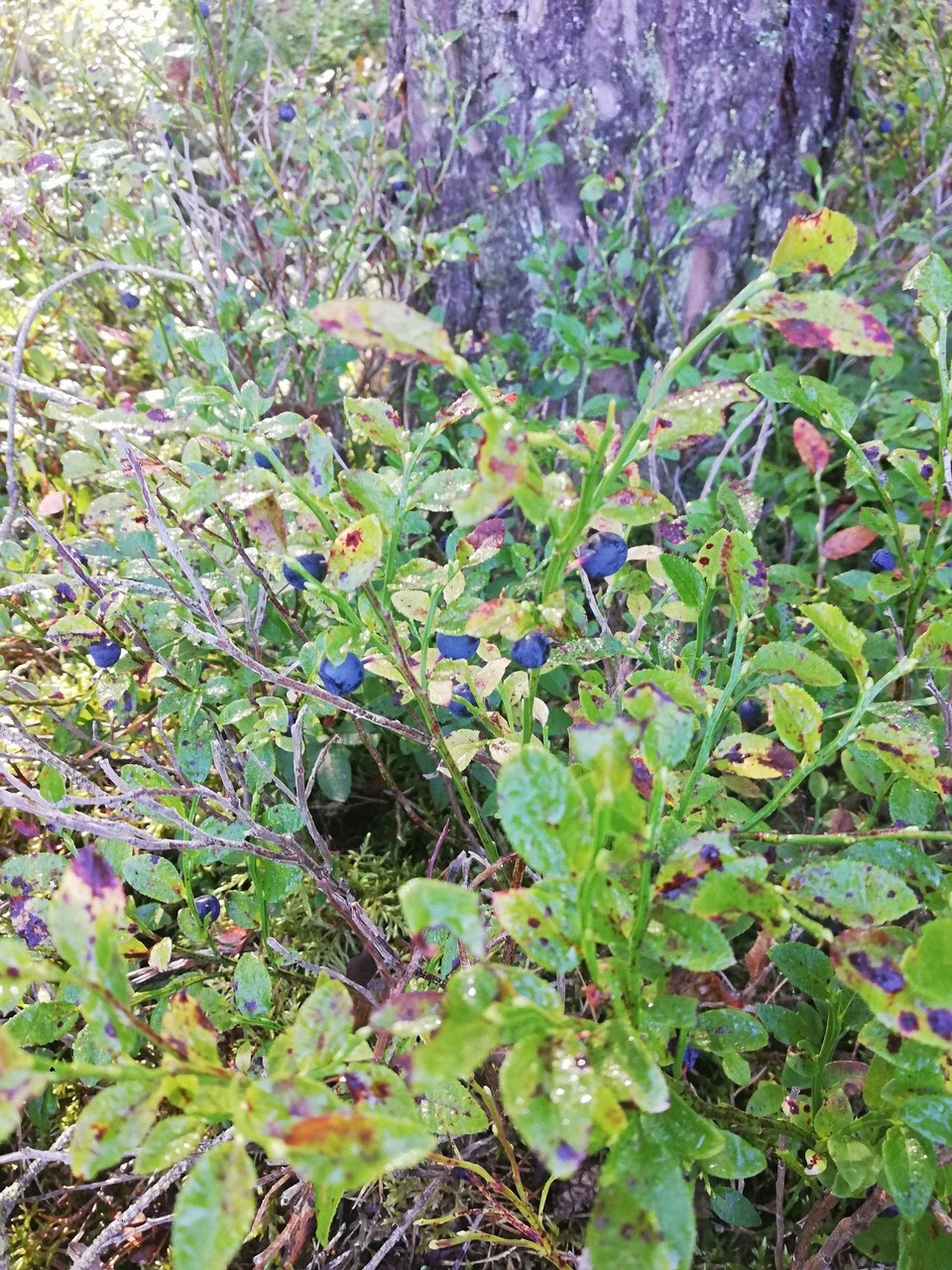 Deutschland - Höchstädt im Fichtelgebirge - Taufrische Heidelbeeren bläuen meine Zunge 