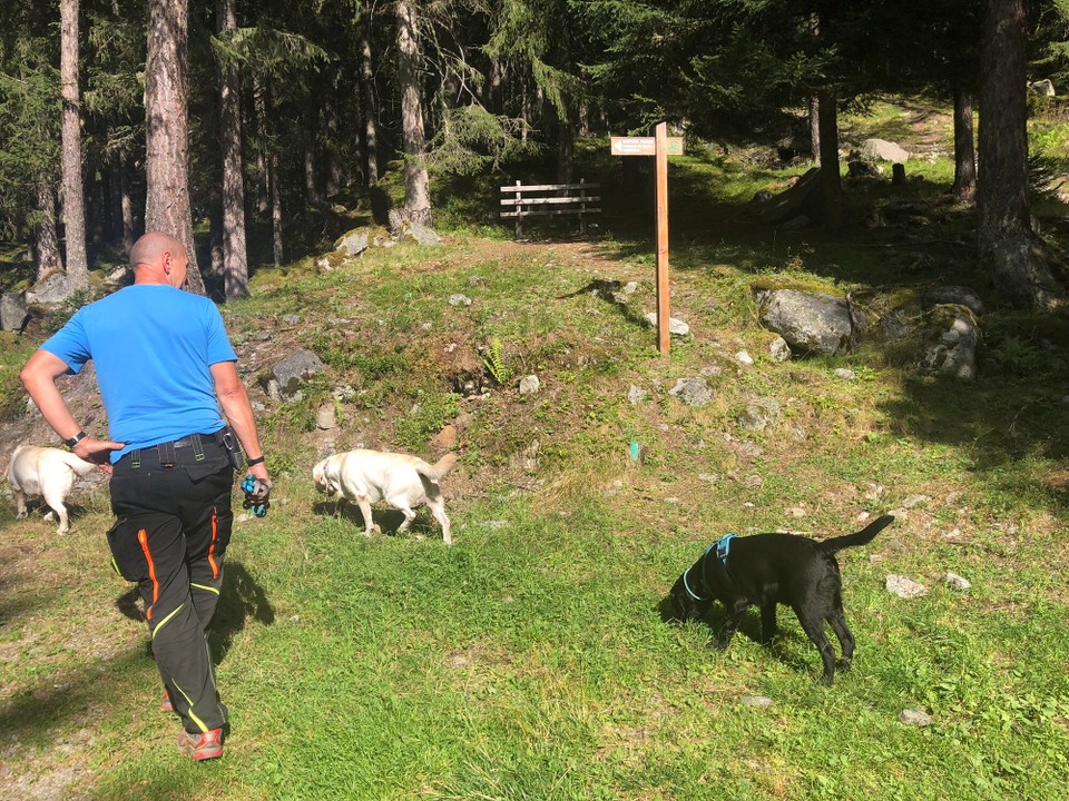 Frankreich - Chamonix - Die Hunde genießen ihre Tour, egal ob hinab oder hinauf. 