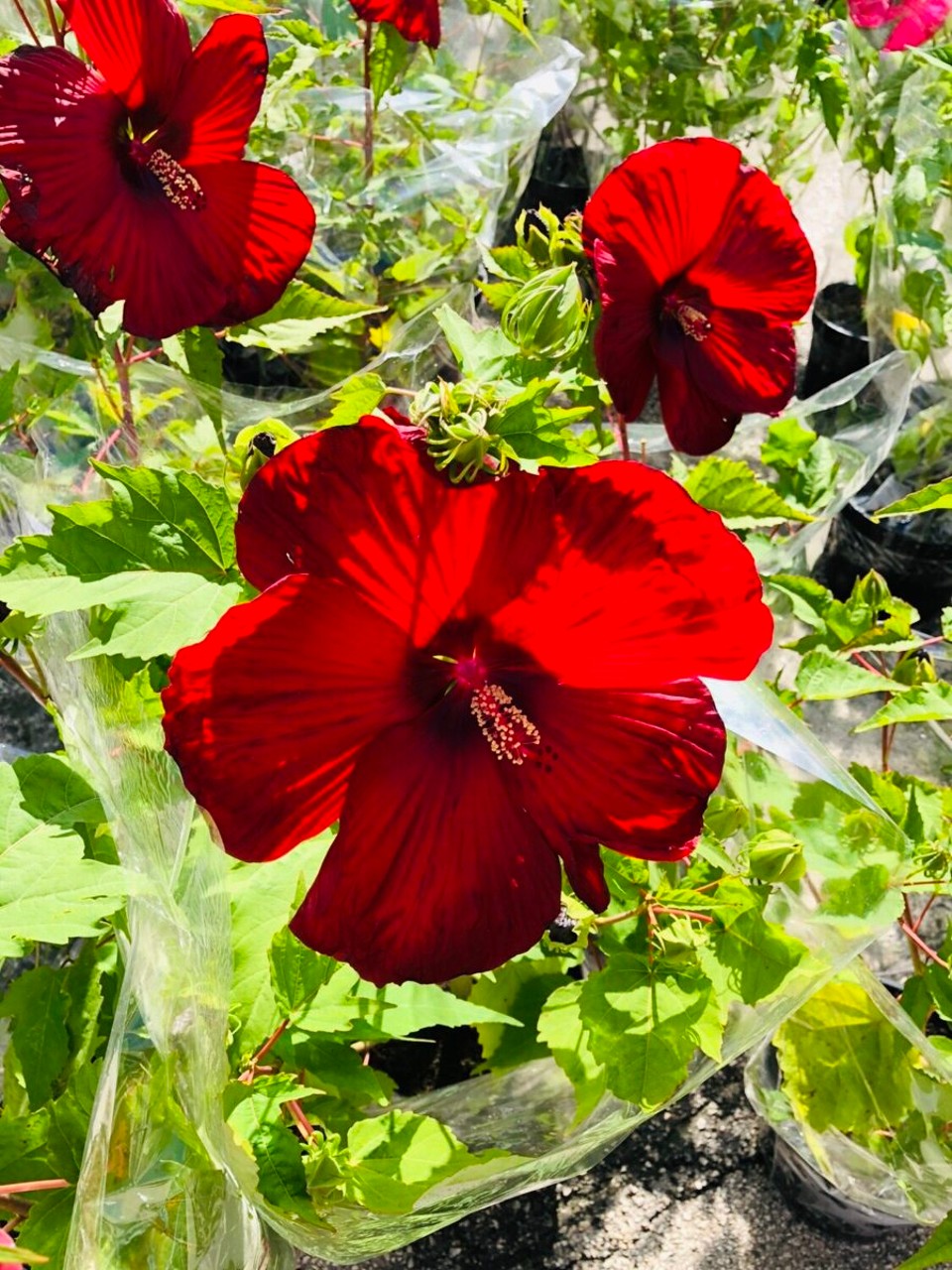 Kroatien - Rovinj - Rovinj Markt Riesenhibiskus