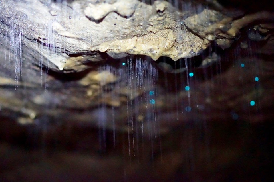Neuseeland - Waitomo-Distrikt - 