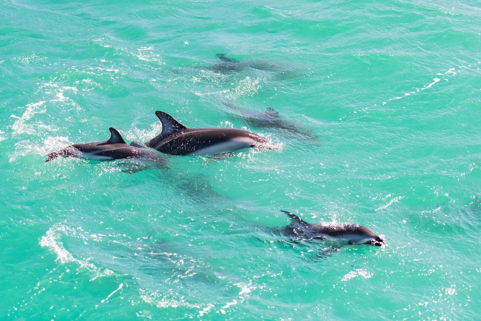Neuseeland - Kaikoura Central - 