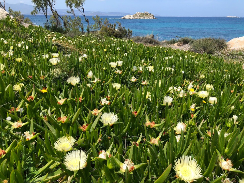Griechenland - Mikri Vivla - Es ist Frühling