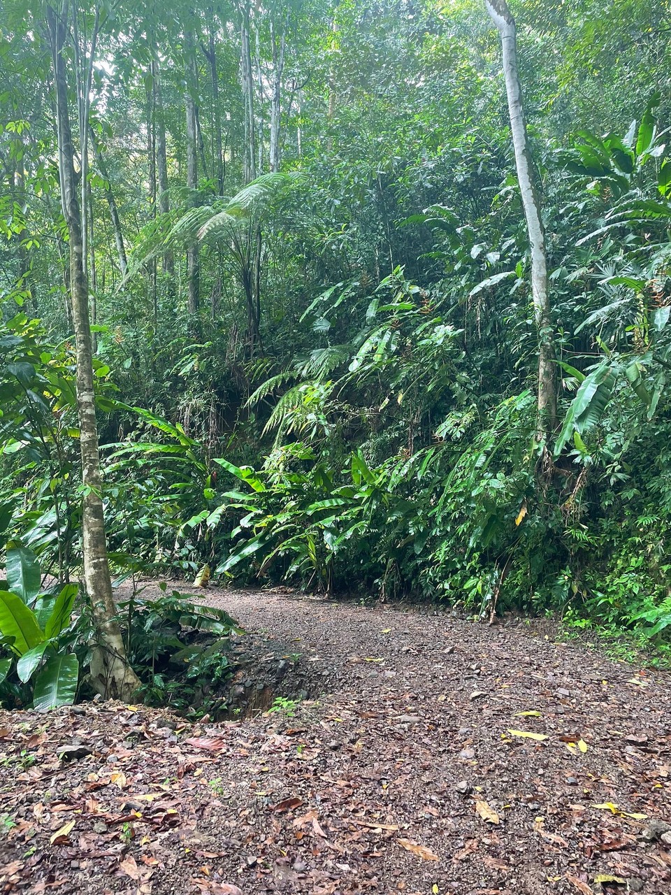 Costa Rica - Osa - An Mittag wurde noch ein bisschen die Gegend erkundet… 