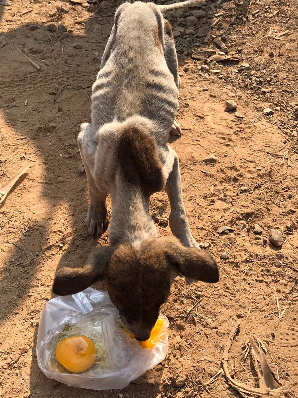 Myanmar (Burma) -  - I cried my eyes out over this little one, J and I tried to do our bit...