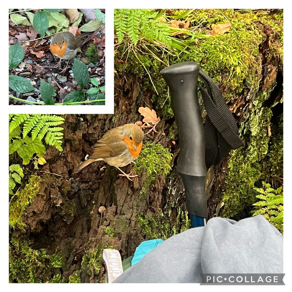 Vereinigtes Königreich - Glasgow - Kleiner Zaungast!