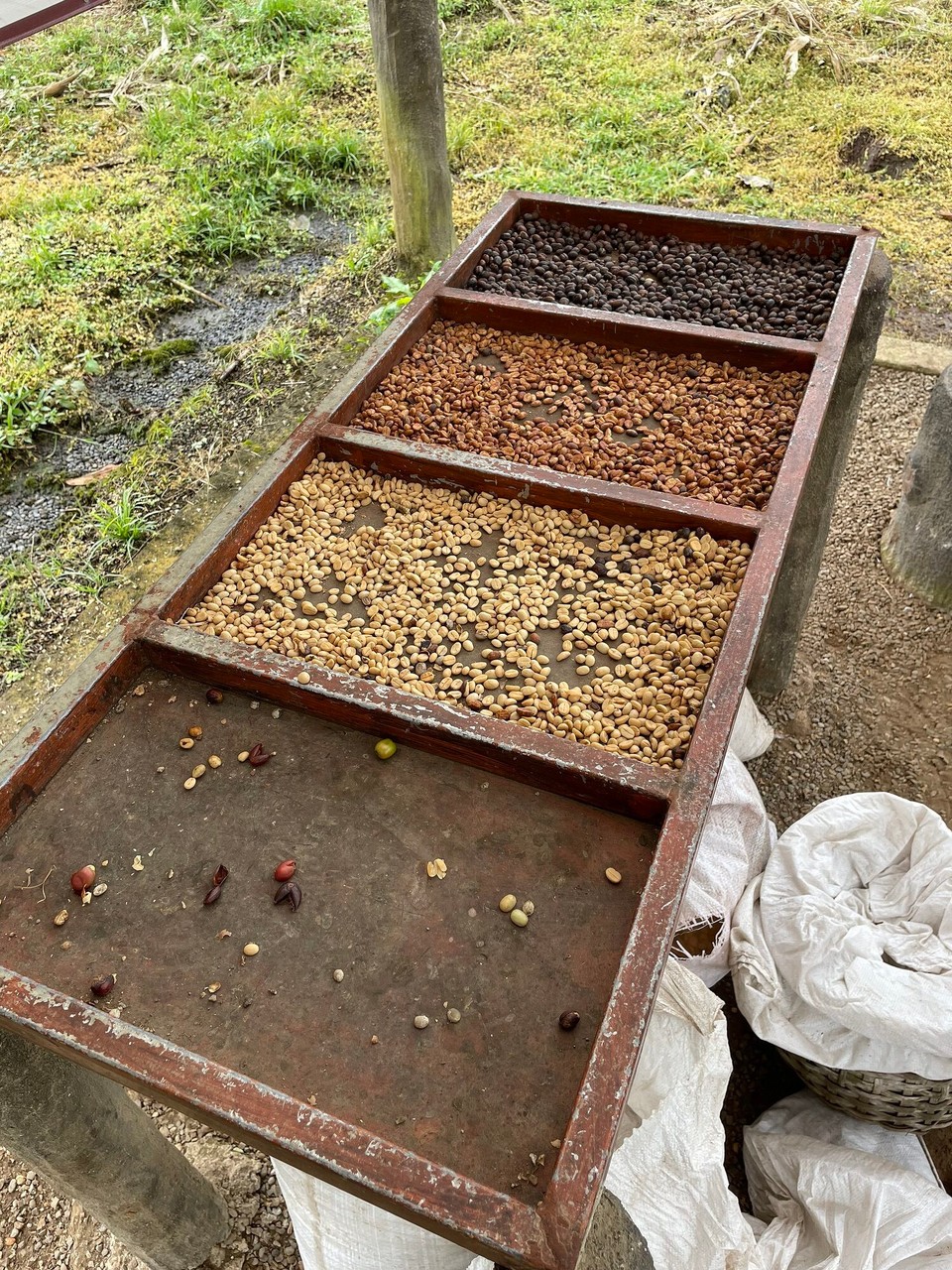 Costa Rica - La Fortuna - Verschiedene Arten des Kaffeebohnentrocknens.