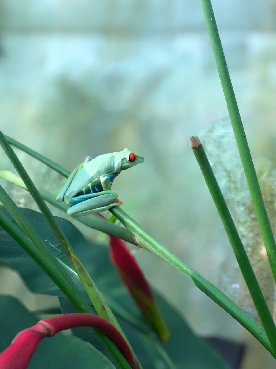 Costa Rica - Upala - Beim zurückfahren zum Hotel machten wir einen Stopp in einem Restaurant. Wir erfahren das es eine Frosch und Schmetterling Tour gibt. Zuerst wollte ich nicht, doch als wir da waren war es sehr schön. 