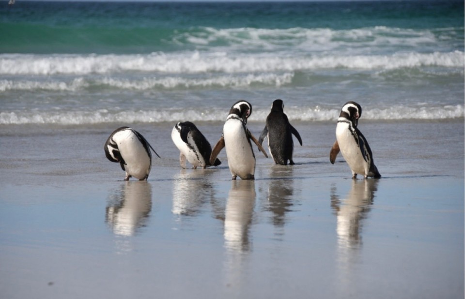 Falkland Islands (Islas Malvinas) - unbekannt - Magellan on the beach