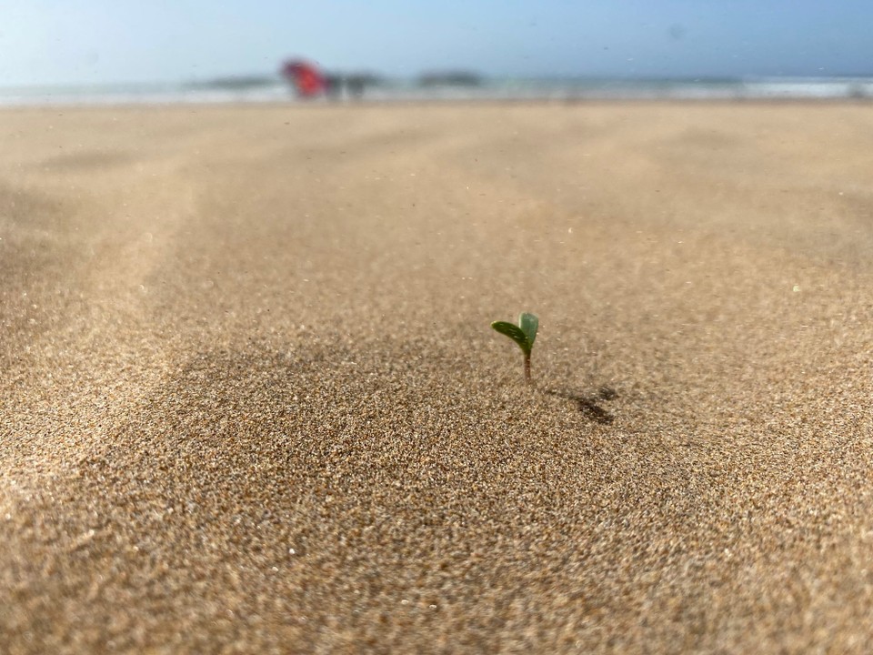 Marokko - Essaouira - 