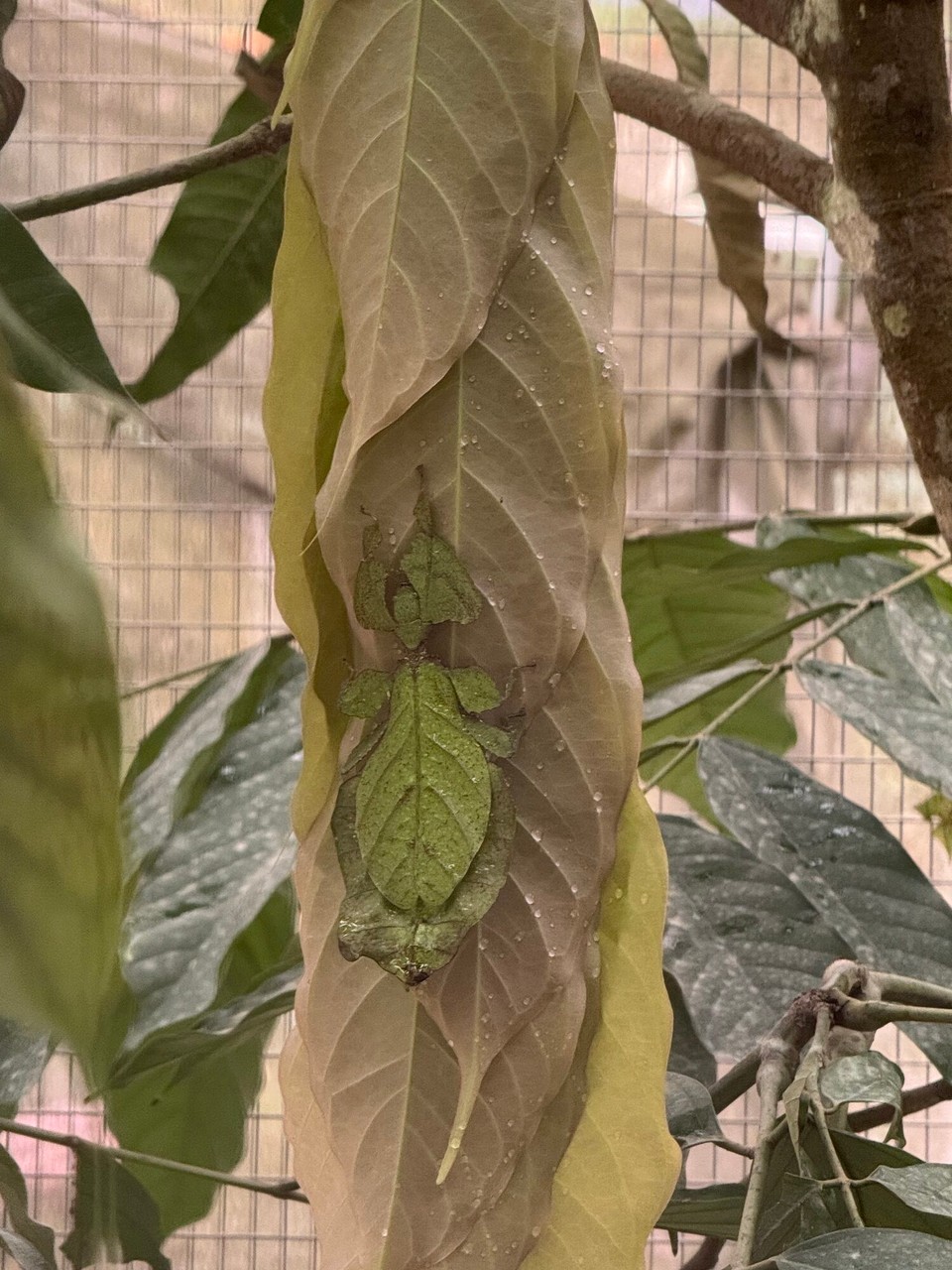 Malaysia - Kuala Lumpur - Heuschreckenart