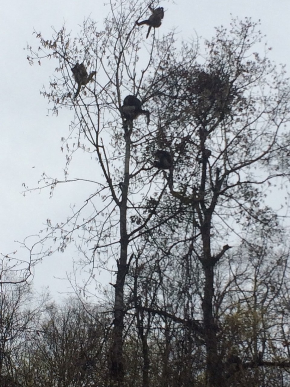 China - naturreservat tacheng - 