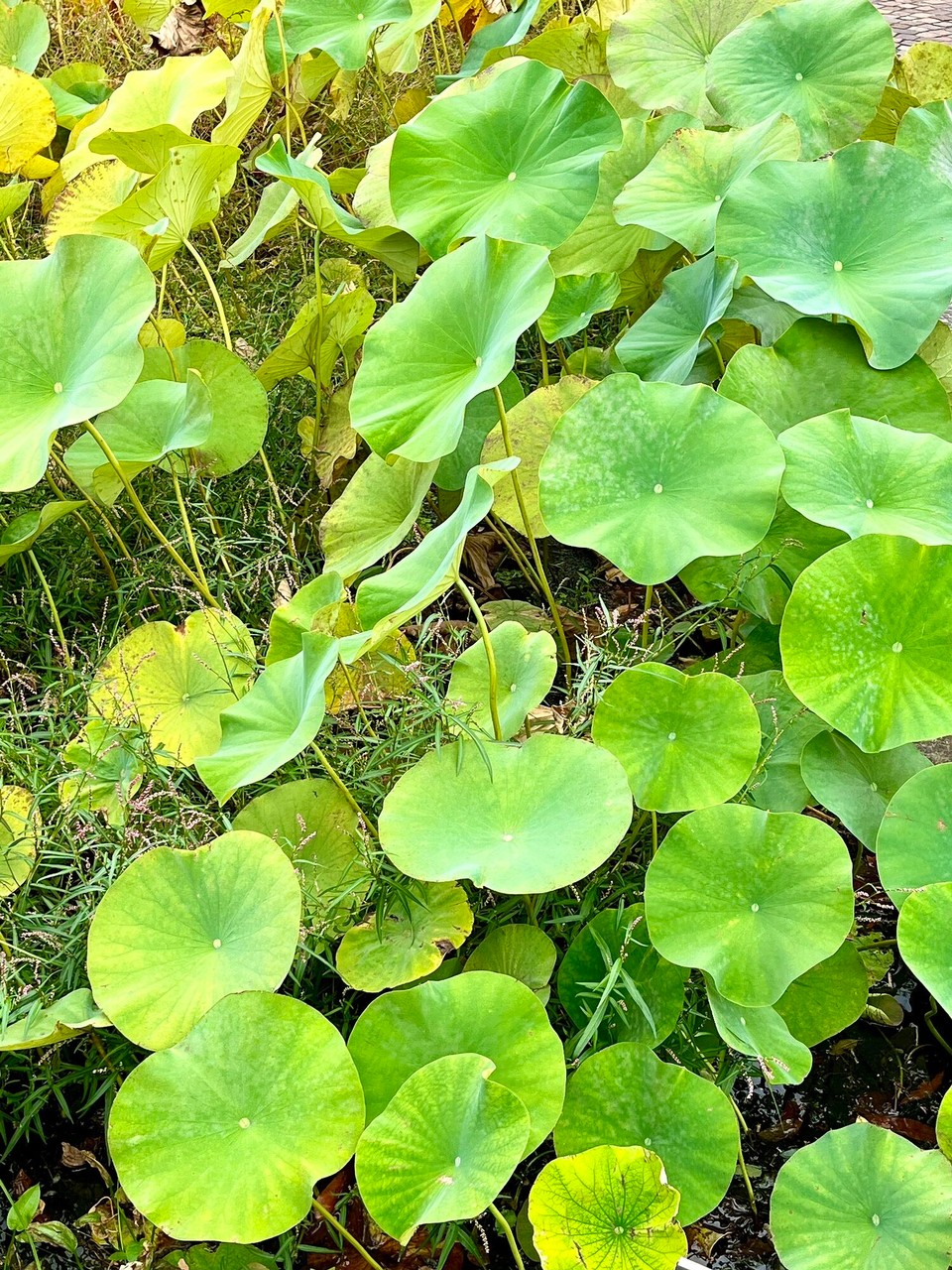 Italien - Verbania - 