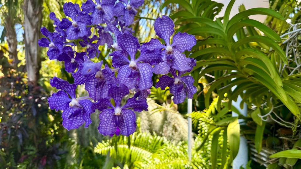 Vereinigte Staaten - Islamorada - 