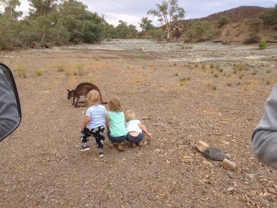 Australia - Flinders Ranges - 