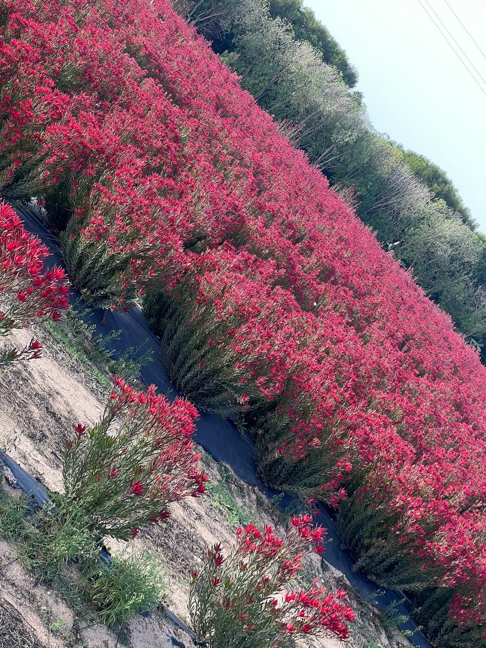 Portugal - Zambujeira do Mar - 