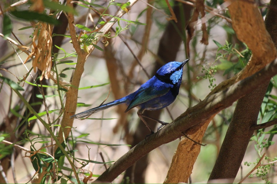 Australien - Yanchep - Es gab aber einige bunte Vögel zu beobachten: Malurus…