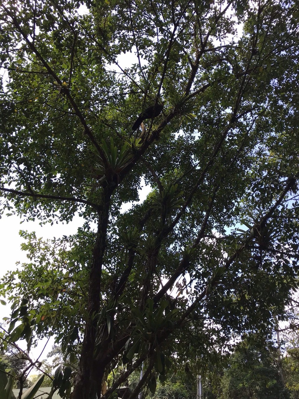 Costa Rica - Sarapiqui - 