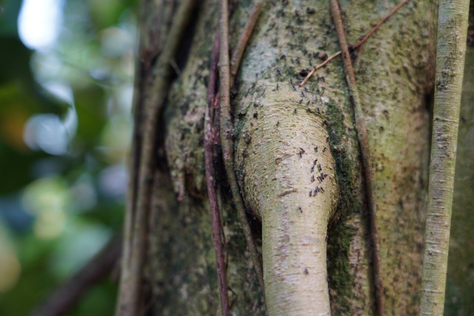 Madagaskar - unbekannt - Riesige dicke Wurzeln