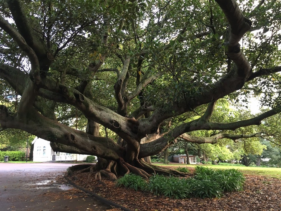 Neuseeland - Auckland - Krummer Baum im albert Park 
