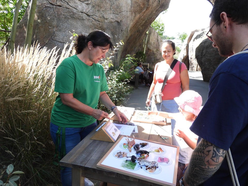 Schweiz - Zürich - Geduldig erklärt die Tierpflegerin, beantwortet alle Fragen und macht mit den Kindern kleine Quiz. Dazu hat sie noch Beispiele von Stacheln des Stachelschweines
