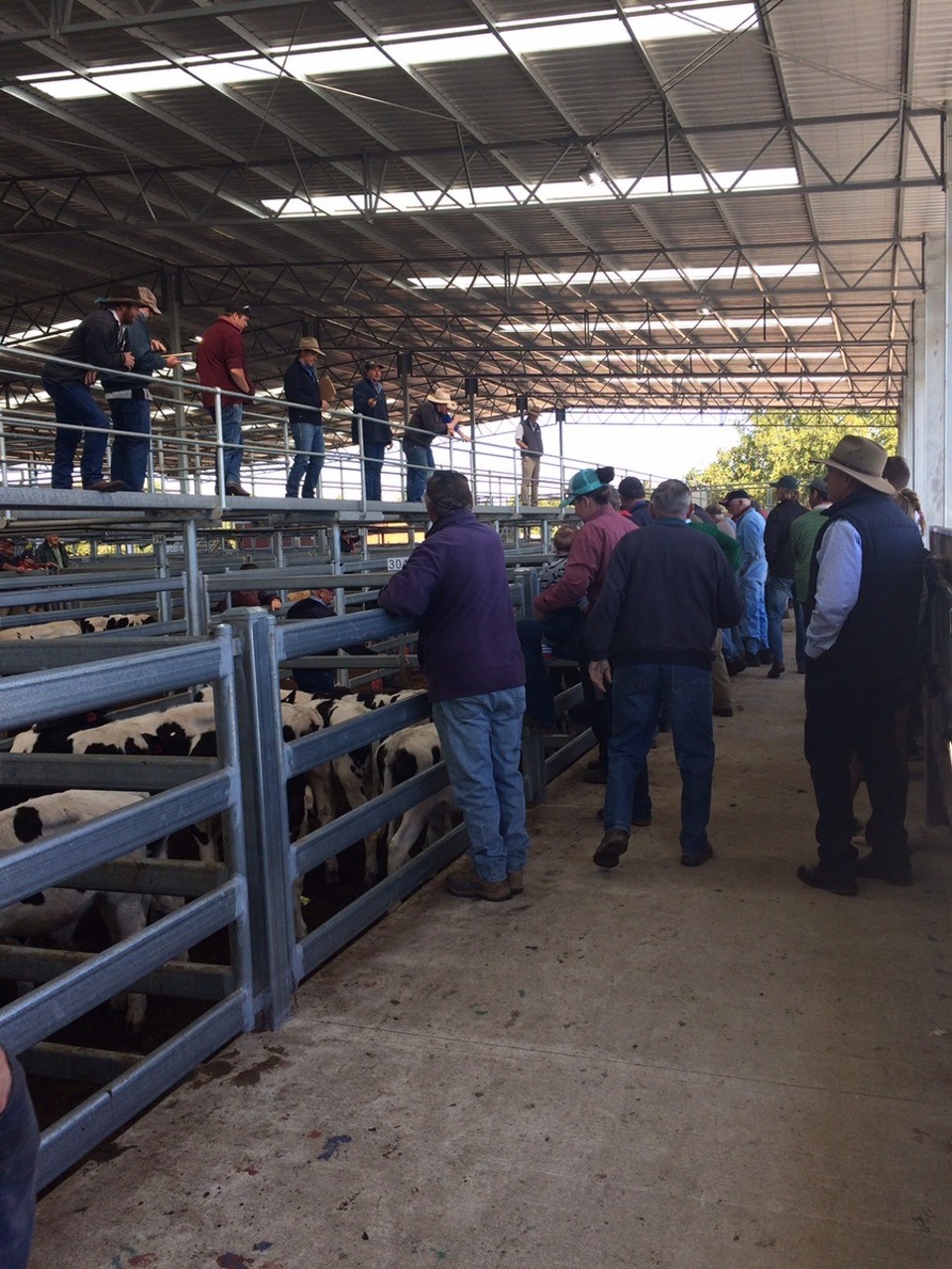  - Australia, Finley 2713 - Busy auctioneer at Shepparton Sale Yard. 