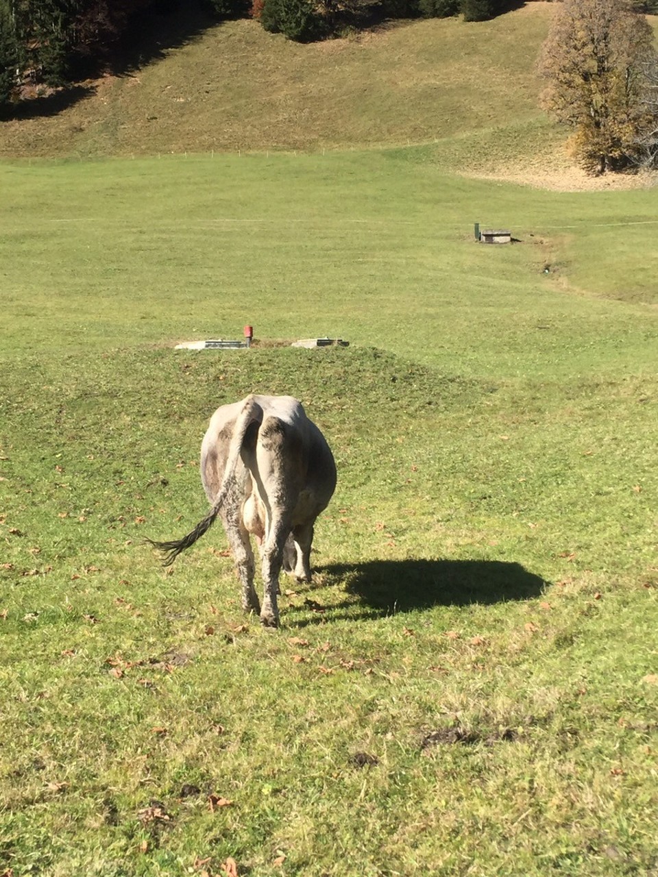  - Kleineswalsertal - Glückliche Kuh 😊