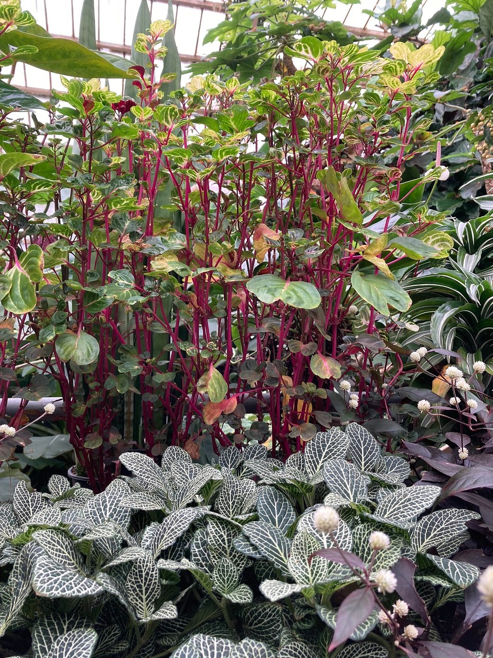 Neuseeland - Christchurch - 