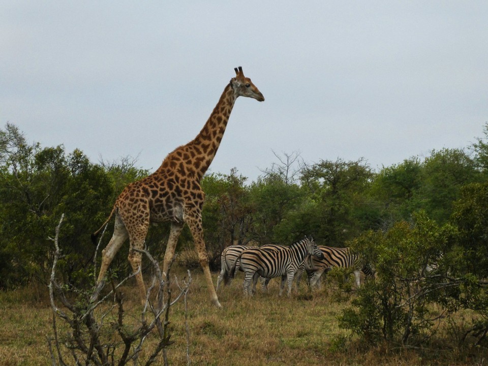 Südafrika - Kruger-Nationalpark - 