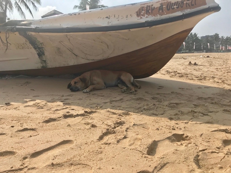 Sri Lanka - Dehiwala-Mount Lavinia - 