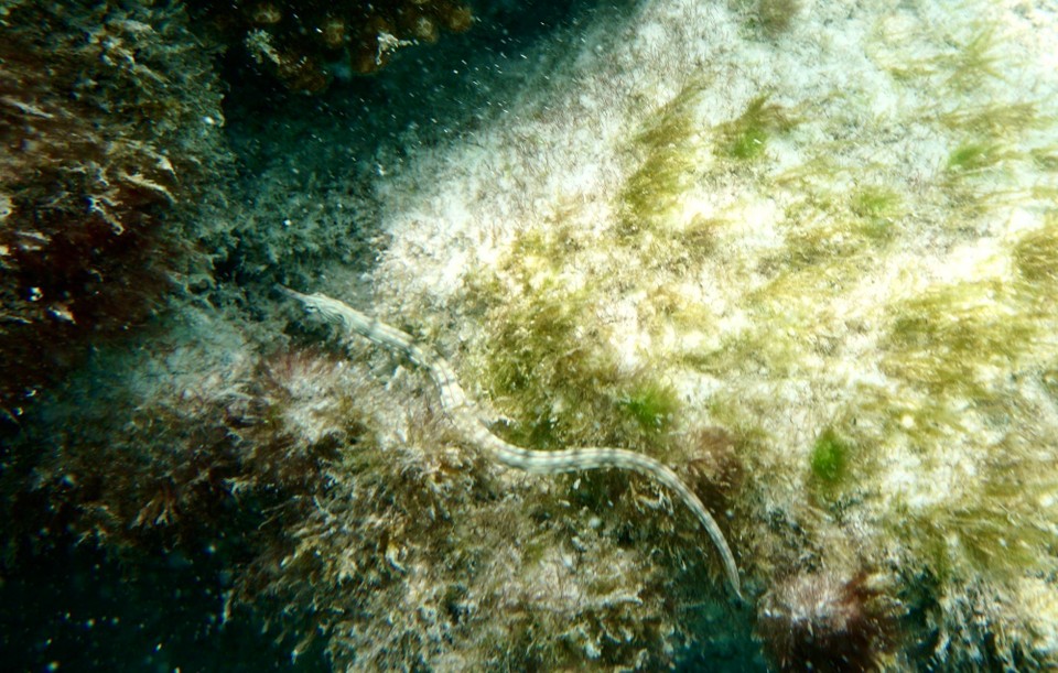 Malediven -  - Die kleine Seenadel war auch schon unterwegs 