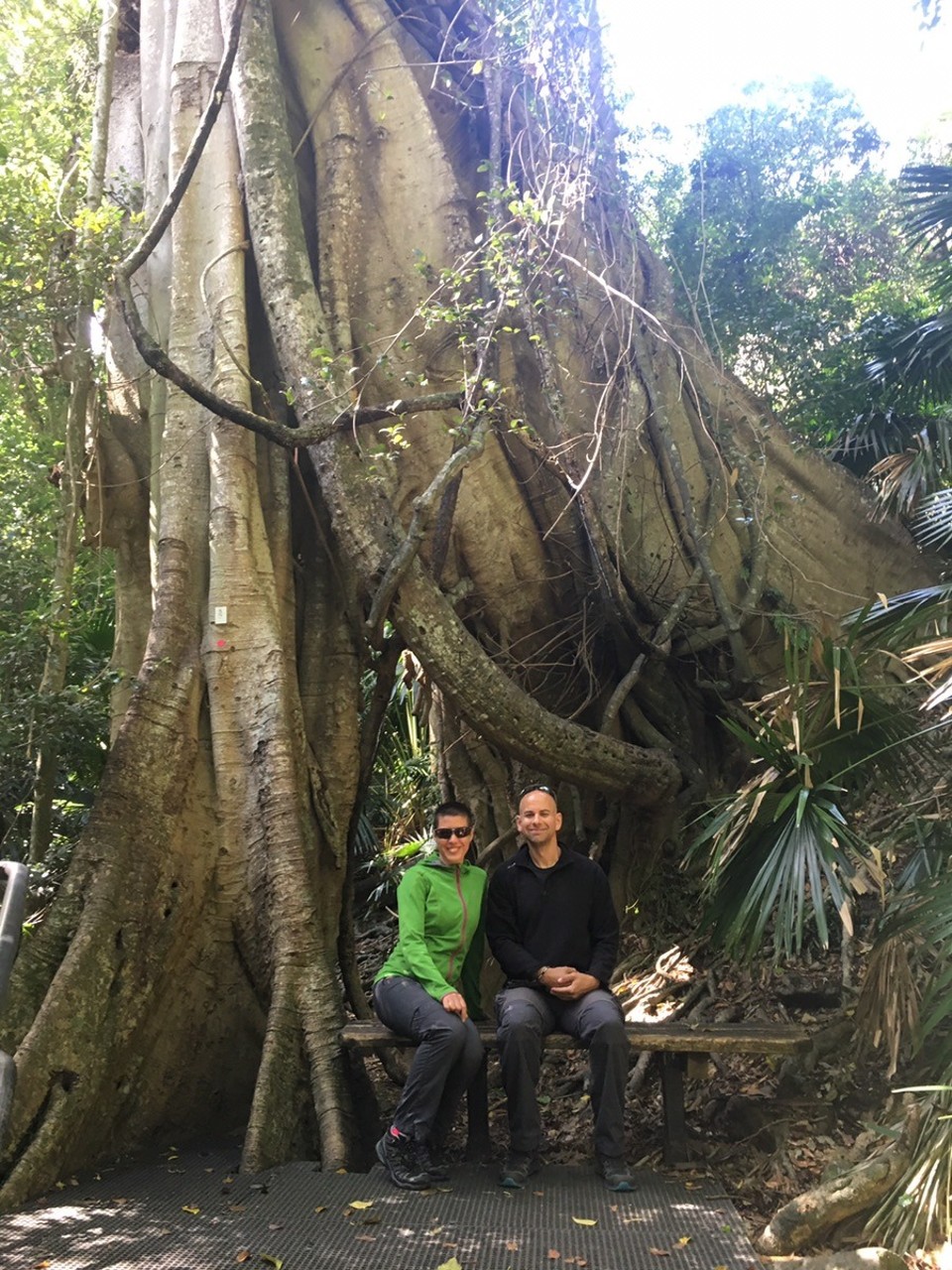  - Australia, Budderoo National Park, Minnamurra Rainforest Center - 