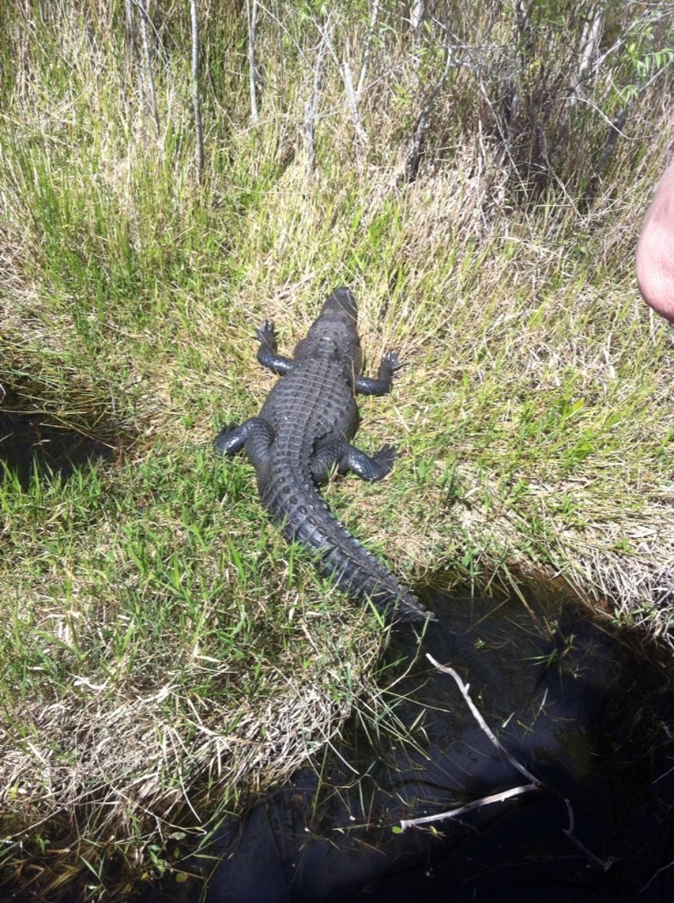 Egyesült Államok - Homestead - 