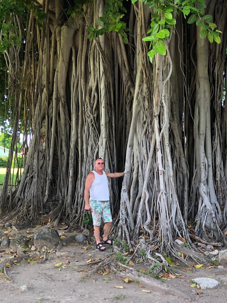 Dominica -  - Botanischer Garten