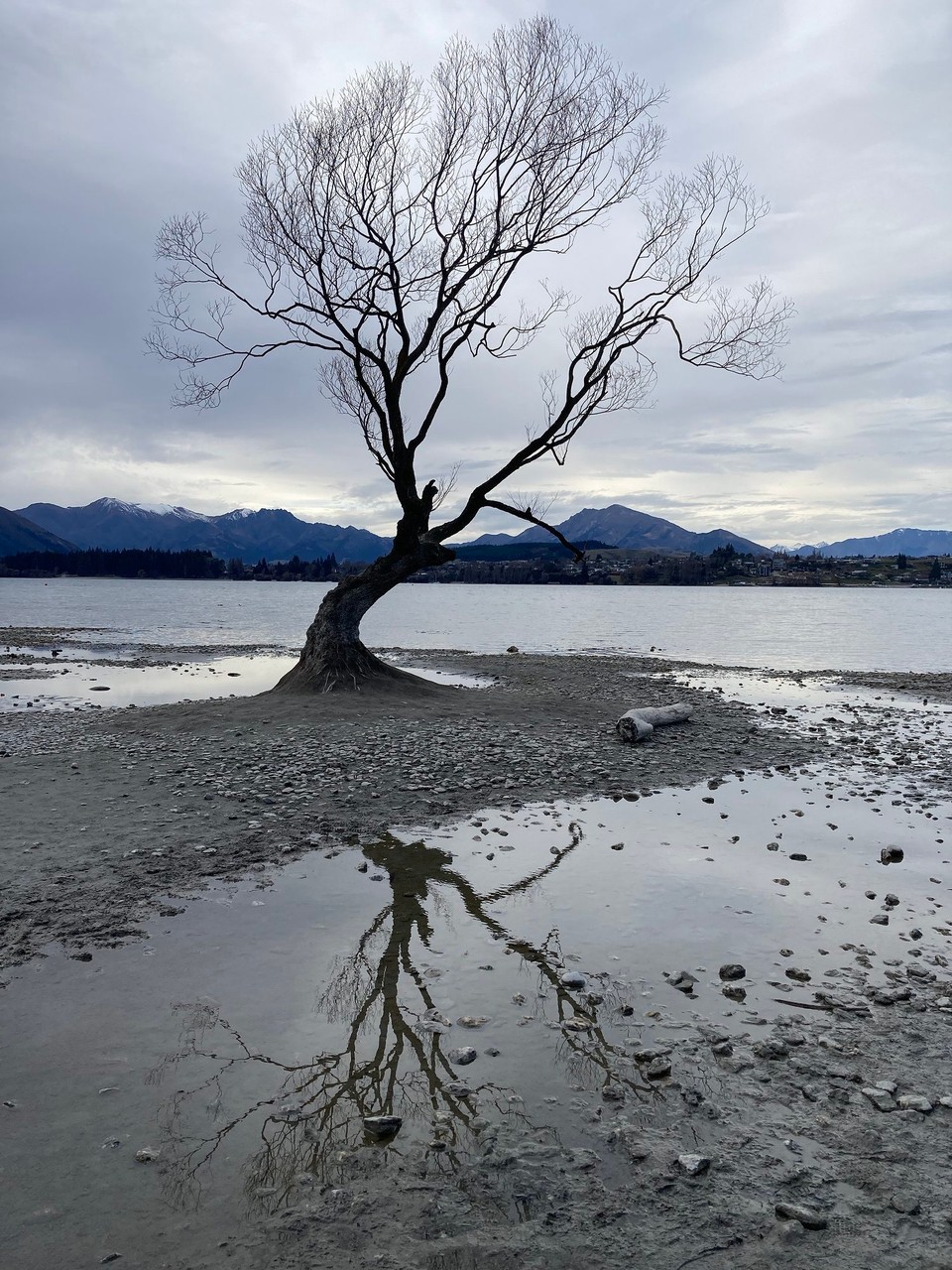 Neuseeland - Wanaka Ward - Nur leider steht er nicht so wie normalerweise im Wasser