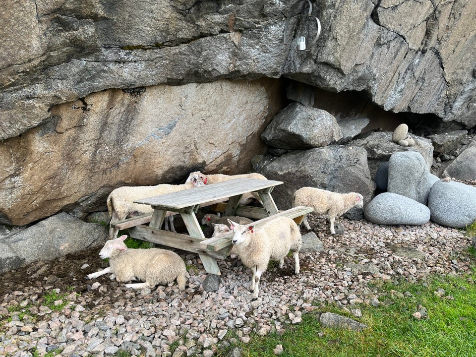 Norwegen - Leknes - Auch Schafe brauchen eine Vesperpause🐑