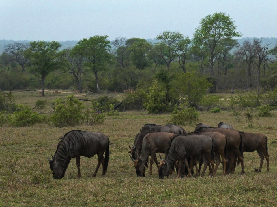 Südafrika - Kruger-Nationalpark - 