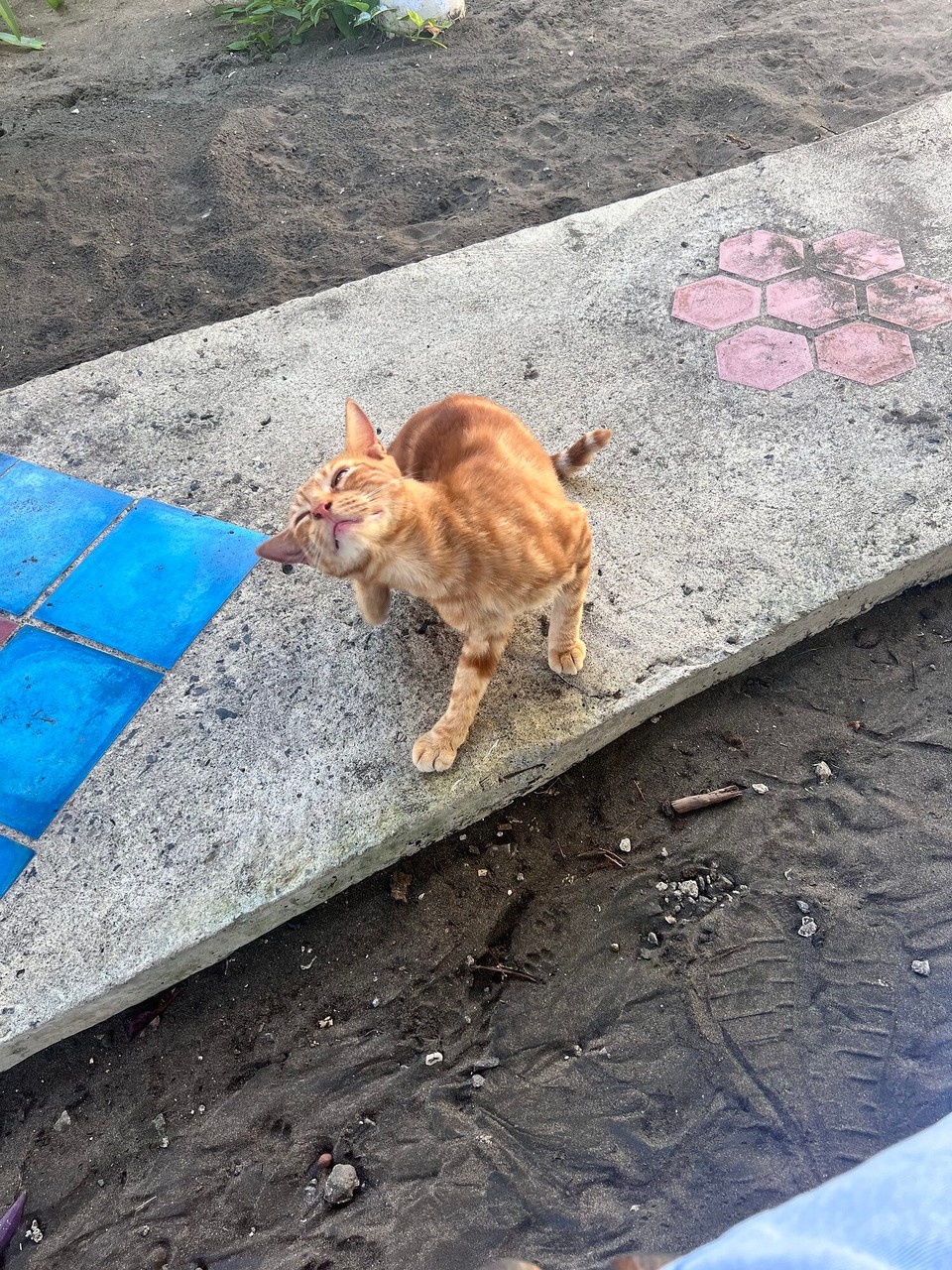 Costa Rica - Matina - Am Strand hani denn no en neue Kolleg gfunde wo mer die ganz Zit noche glofe isch