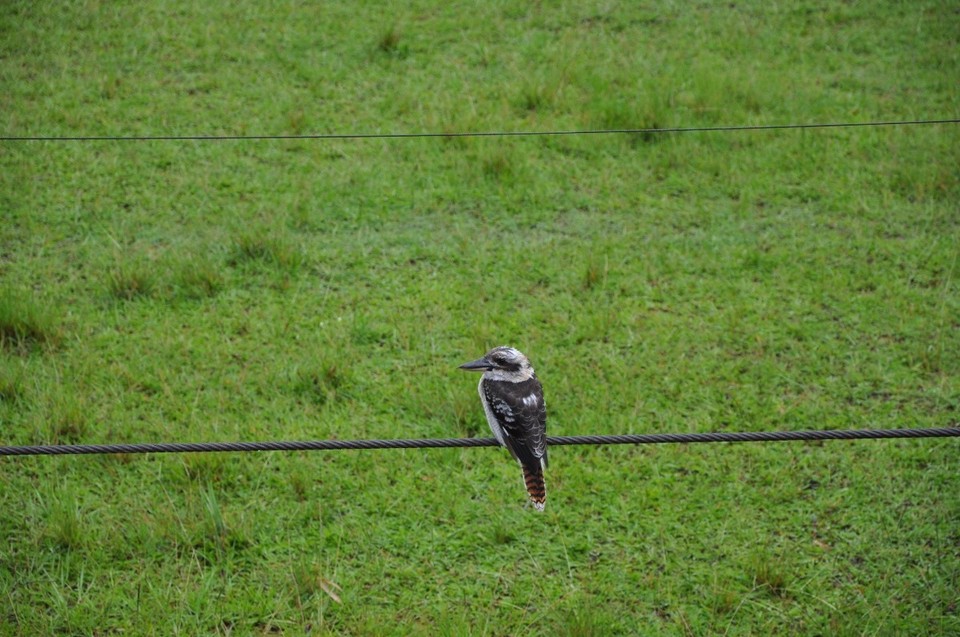 Australien - Noosa Heads - Kookaburra
