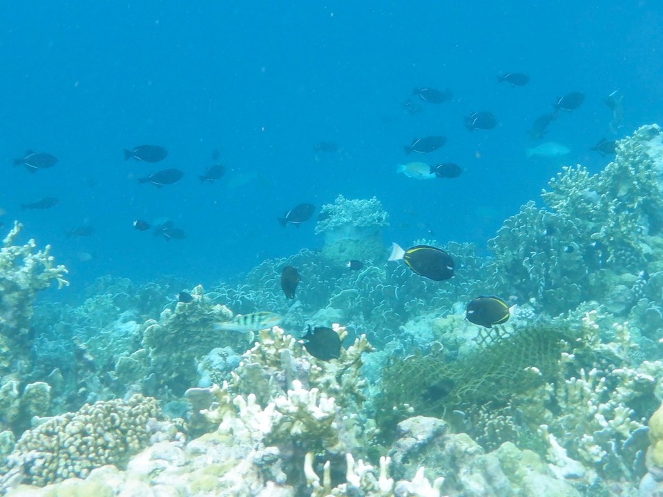 Indonesia - Kabupaten Wakatobi - 